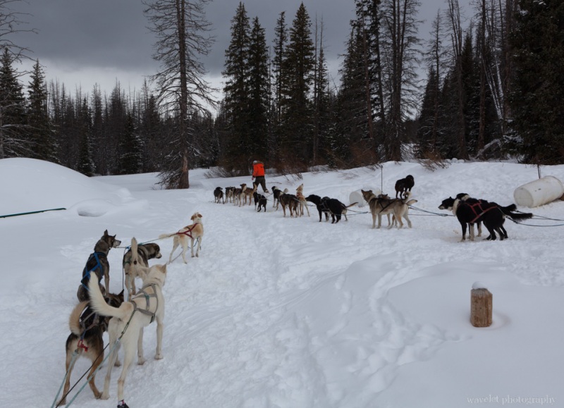 Continental Divide Dogsledding, Togwotee Mountain