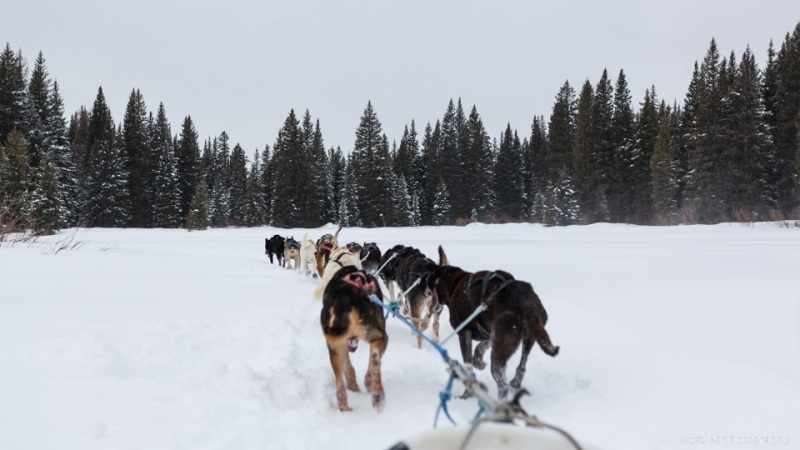 Continental Divide Dogsledding, Togwotee Mountain
