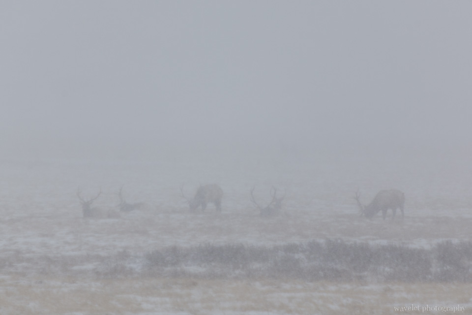 Elks in the blizzard, Wildlife Tour