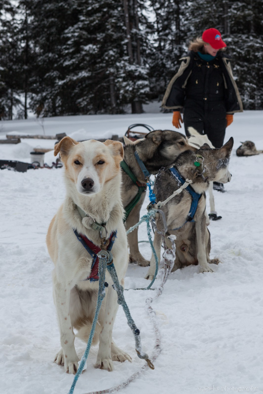 Continental Divide Dogsledding, Togwotee Mountain