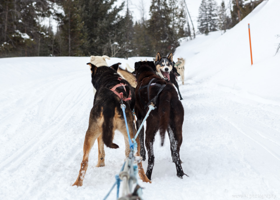 Continental Divide Dogsledding, Togwotee Mountain