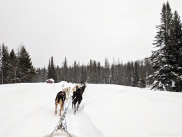 Continental Divide Dogsledding, Togwotee Mountain