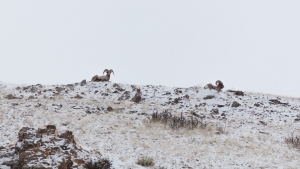Rams on the hill, Wildlife Tour