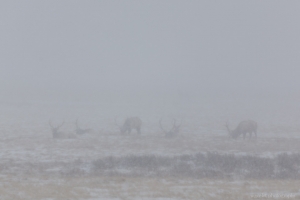 Elks in the blizzard, Wildlife Tour