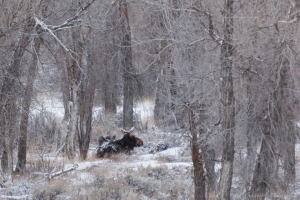 Mooses in the woods, Wildlife Tour