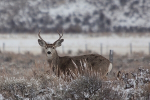 A mule deer, Wildlife Tour