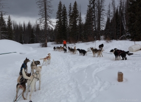 Continental Divide Dogsledding, Togwotee Mountain