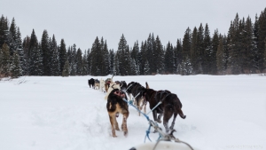 Continental Divide Dogsledding, Togwotee Mountain