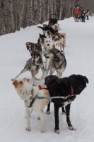 Continental Divide Dogsledding, Togwotee Mountain