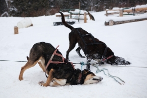 Continental Divide Dogsledding, Togwotee Mountain