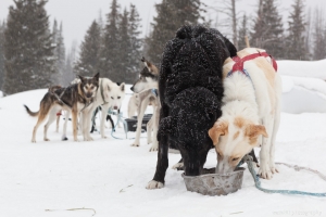 Continental Divide Dogsledding, Togwotee Mountain