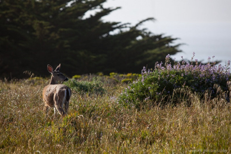 Near Point Bonita, Sausalito