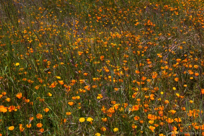 Near the visitor center at Point Reyes Station