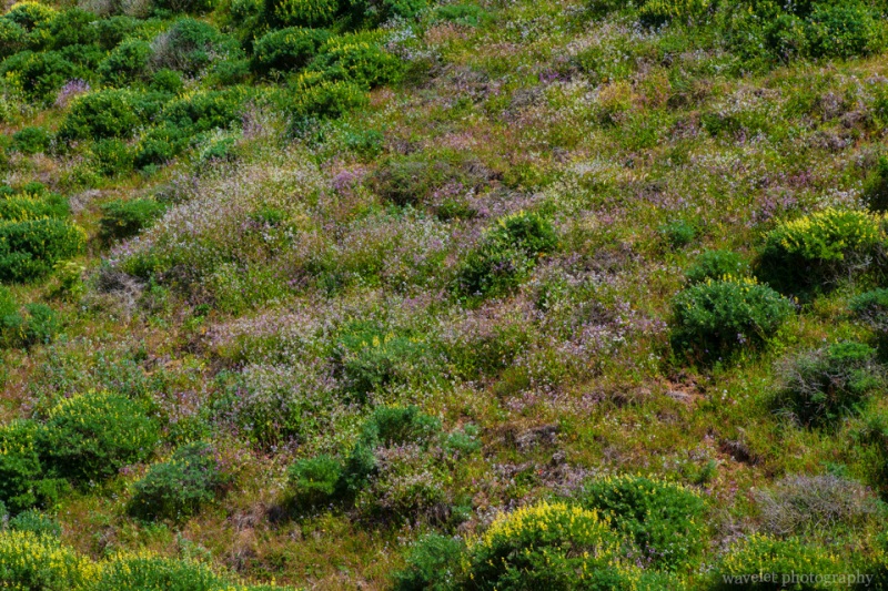 Wild Flowers on McClures Beach Trail, Point Reyes