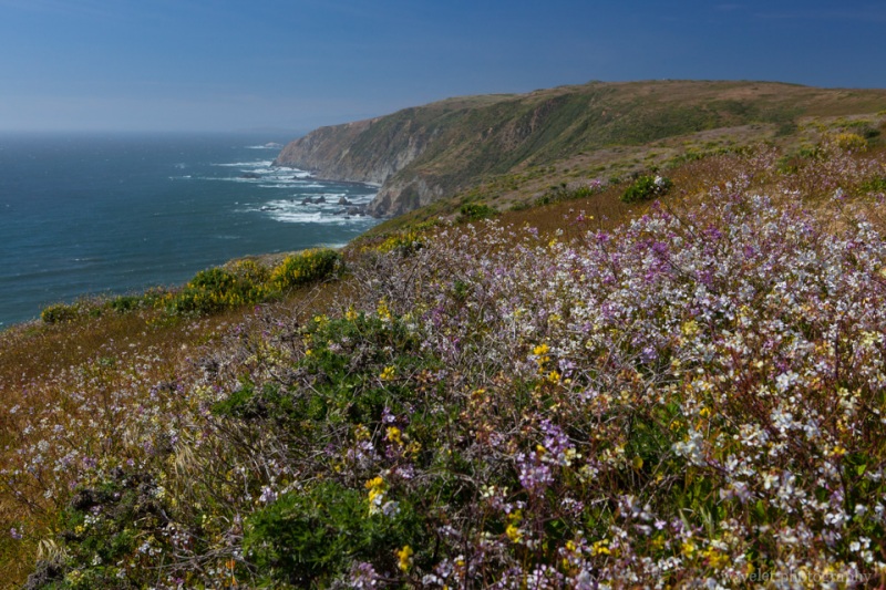 Overlook Tomales Point, Point Reyes