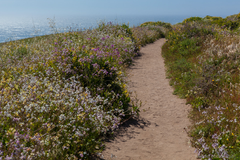 Wild Flowers along Tomales Point Trail, Point Reyes
