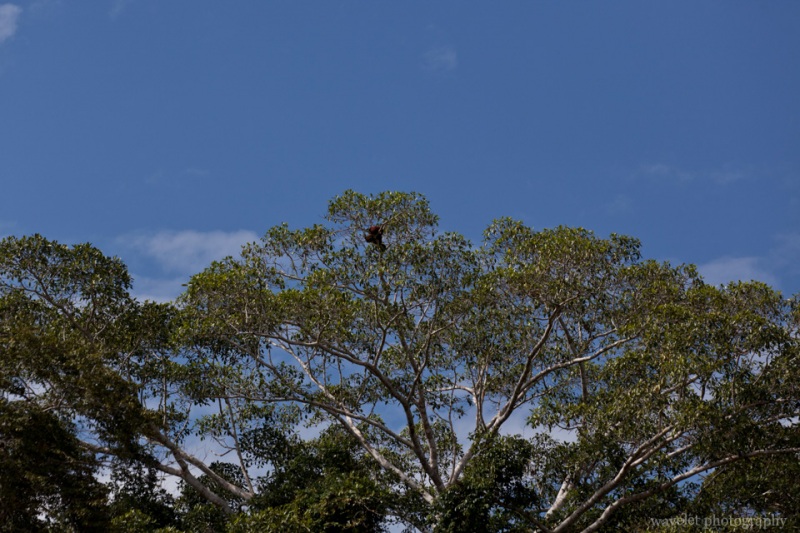 A Sloth on the Tree Top