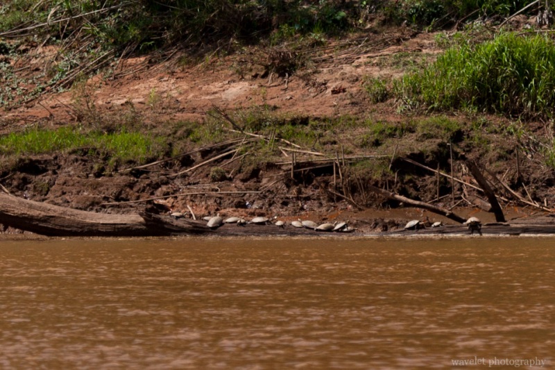 A Turtle Family
