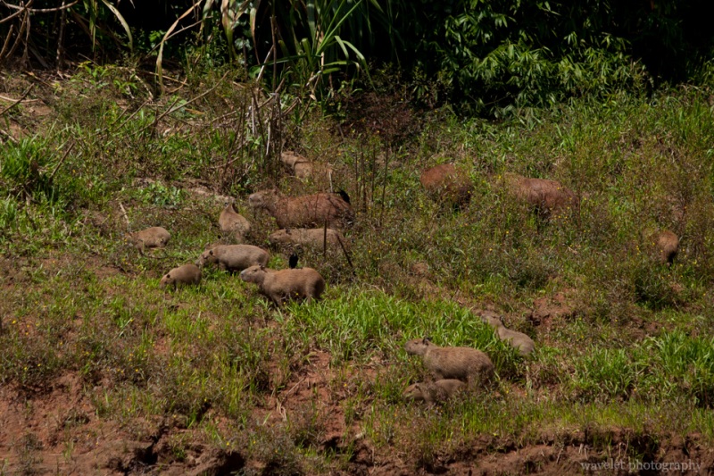 A Capybara Family