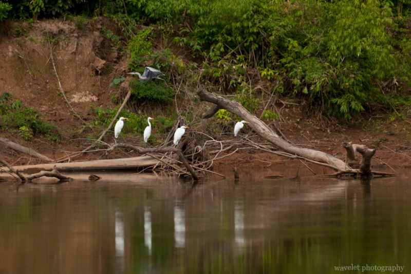 Waterfowls