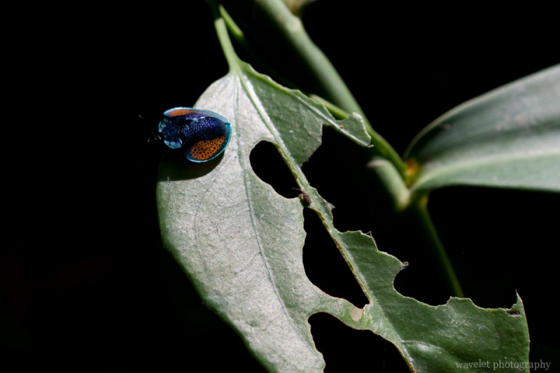 A Colorful Bug