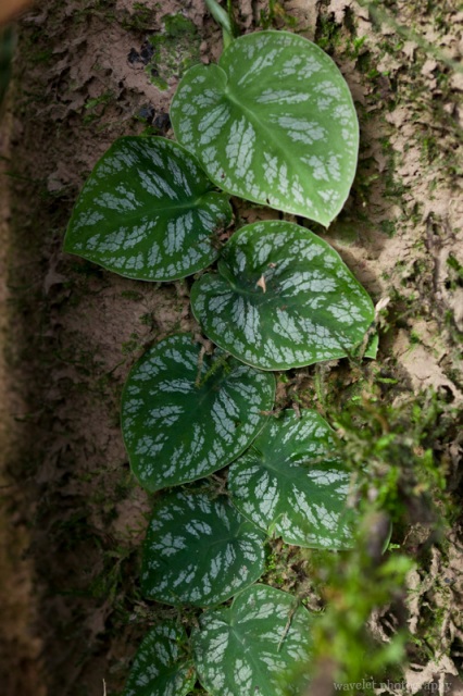 Vine grows attaching to the tree trunk