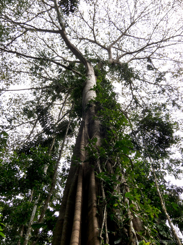 Trees in Rainforest