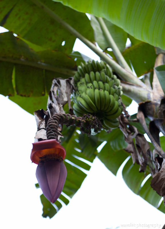 Banana Flower in Inotawa Lodge