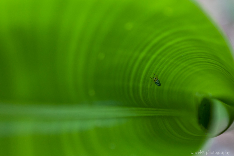 An Insect on a Leaf