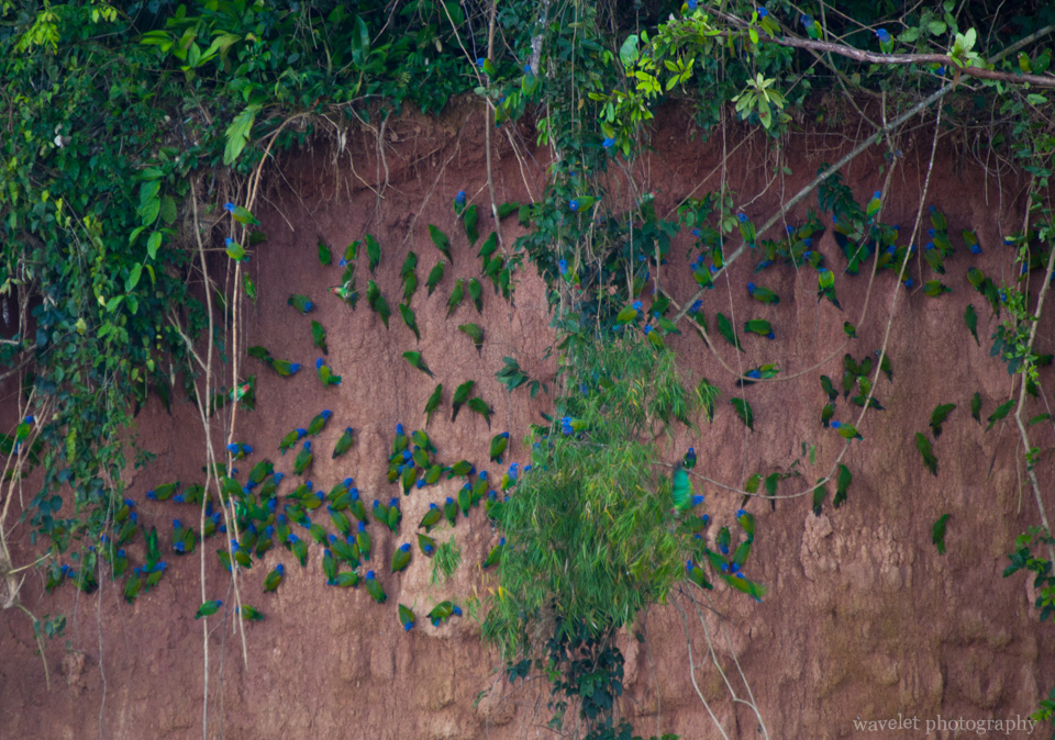 Parrots on the Cliff