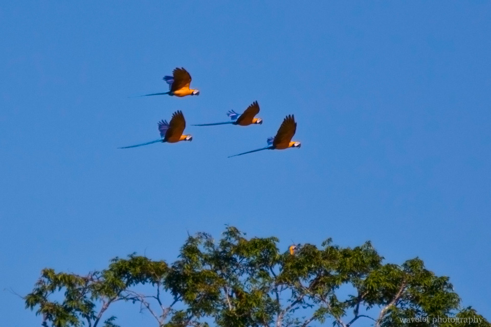 Blue-and-Yellow Macaws are Leaving