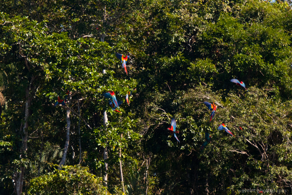 Frightened by Boat Motor, Macaws Went Back to the Tree