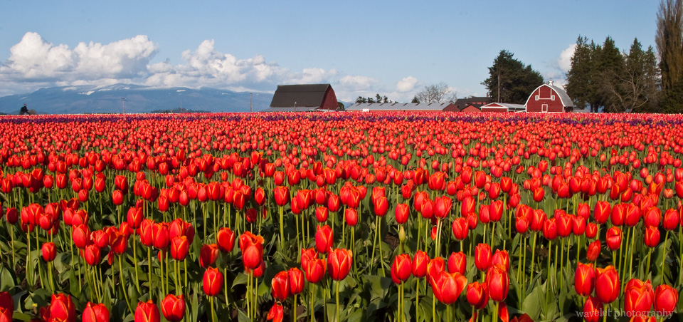 Skagit Valley Tulip Festival, Washington