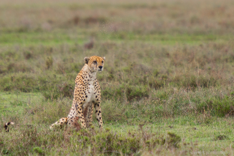 Cheetah, Serengeti National Park