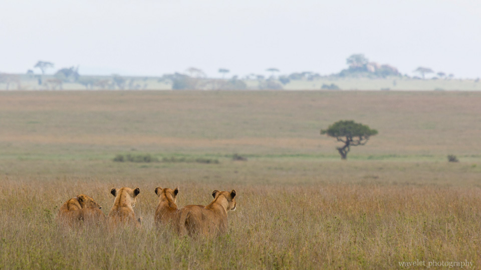 Lions, Serengeti National Park