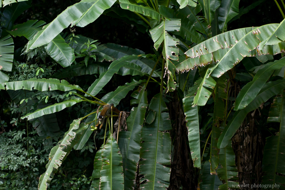 A monkey “stealing” bananas at the check point of Tambopata National Reserve.