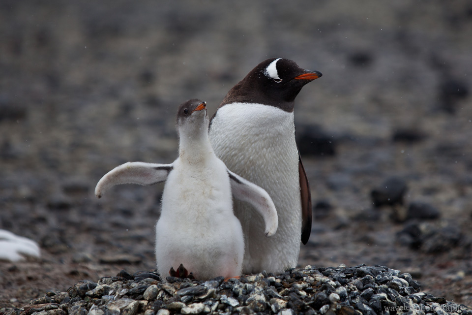 A Gentoo penguin with the chick, Brown Bluff.