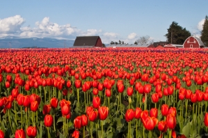 Skagit Valley Tulip Festival, Washington