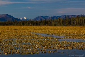 A lake in sunrise, 10 miles west to Glennallen, Alaska