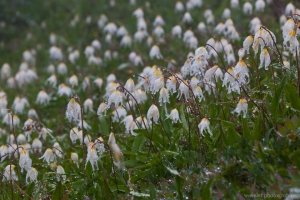 Avalanche Lily, Deadhorse Creek Trail, Paradise, Mt. Rainier
