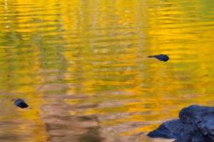 Reflection of the fall color, Maroon Bells, Colorado