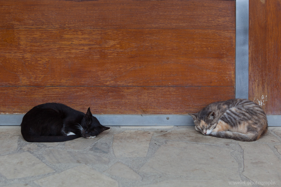 Cats at Viatape, Bora Bora