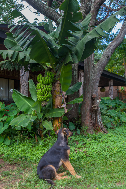 The dog of Hotel Cabanas Koro Nui, Easter Island