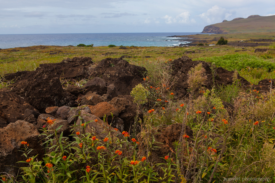 Near Te Pito Kura, the north coast of Easter Island