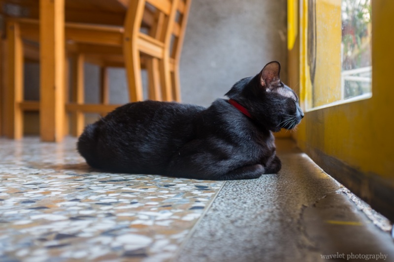 猫门咖啡，台南