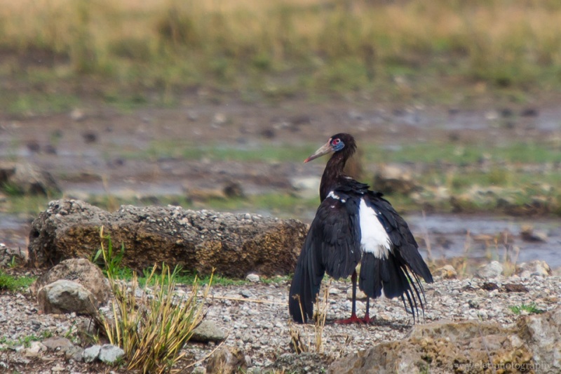 Abdim\'s Stork, Tarangire