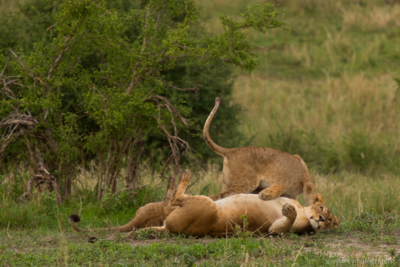 Lions, Tarangire National Park