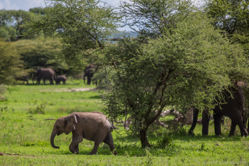 A baby elephant, Tarangire National Park