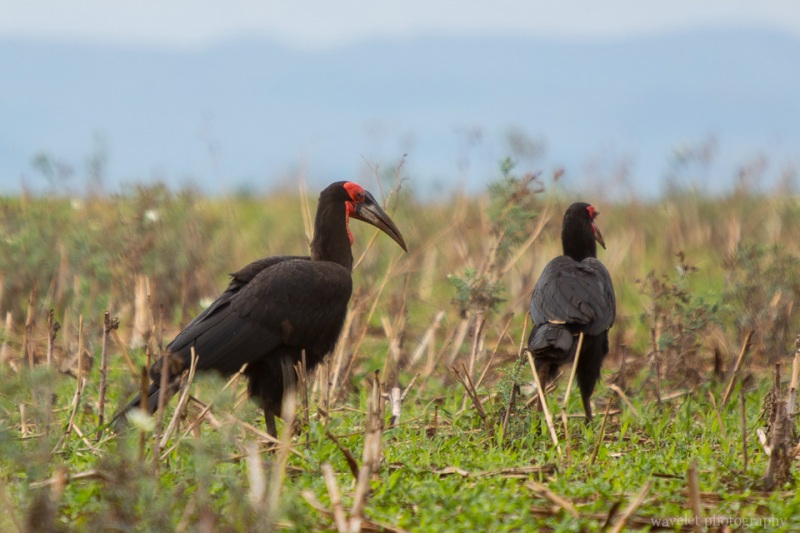Southern Ground Hornbill, T K Eyasi Rd.