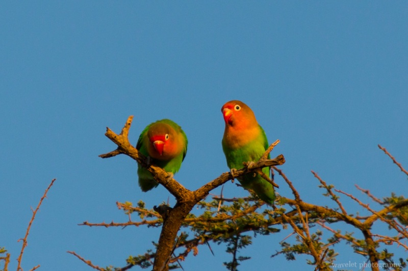 Love birds, Tindiga Tented Camp, Near Lake Eyasi